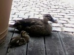 2010081609340000.jpg